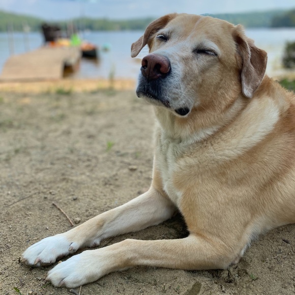 Meet your Posher, Sara-isobel - Picture 1 of 1